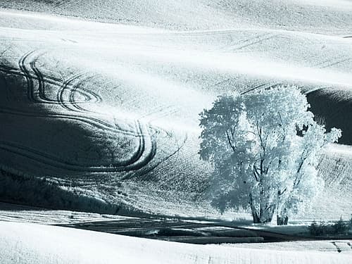 USA-Washington State-Palouse region-Lone tree in Field Art Print